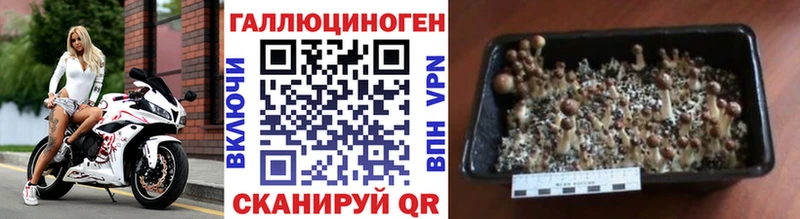 магазин  наркотиков  Калязин  Псилоцибиновые грибы Cubensis 